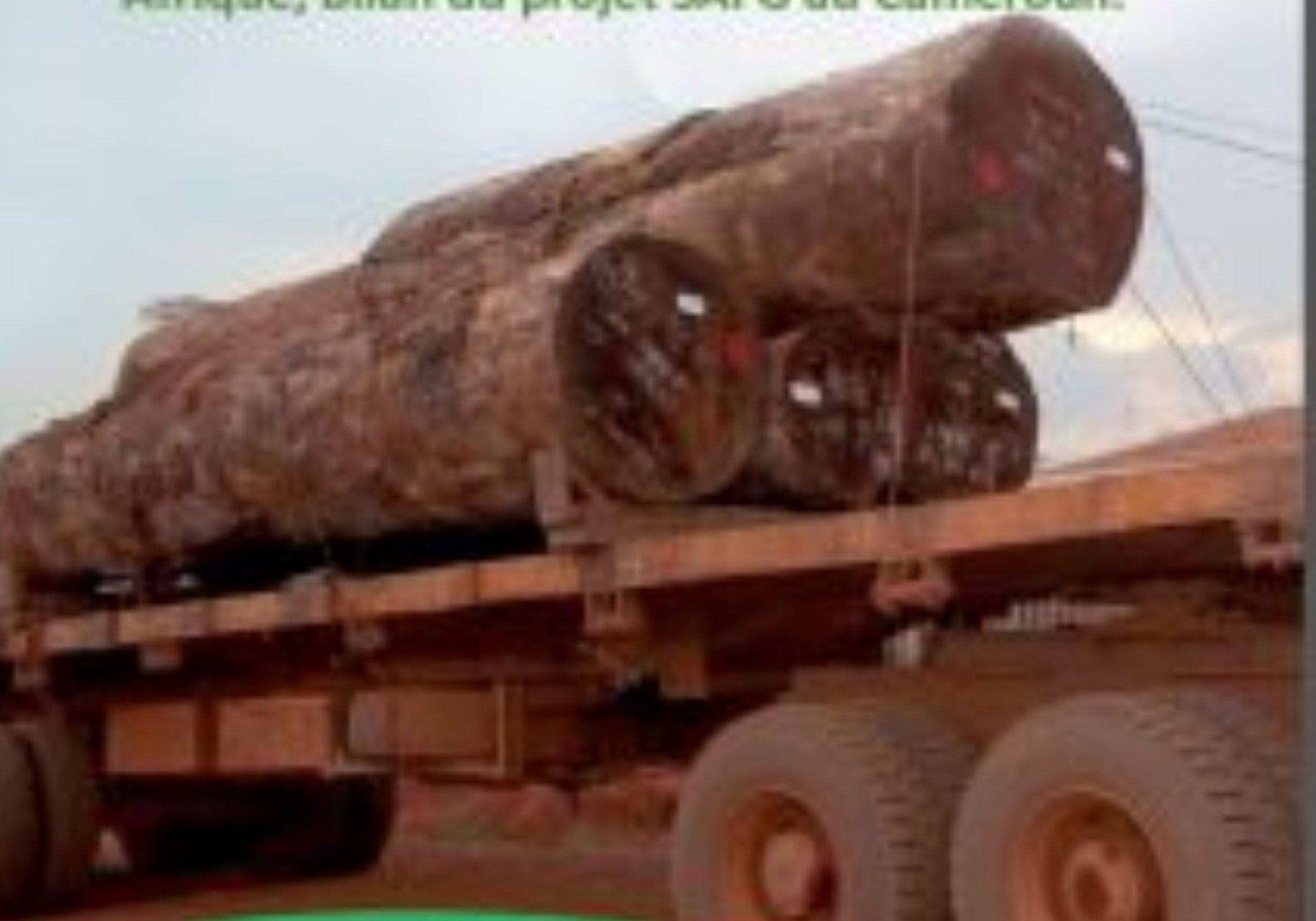 Lire la suite à propos de l’article Le projet « Strengthening African Forest Go­vernance – through high level national ‘illegal logging’ meetings and mid level awareness raising and training » (SAFG) en français « Renforcement de la Gouvernance Forestière en Afrique »