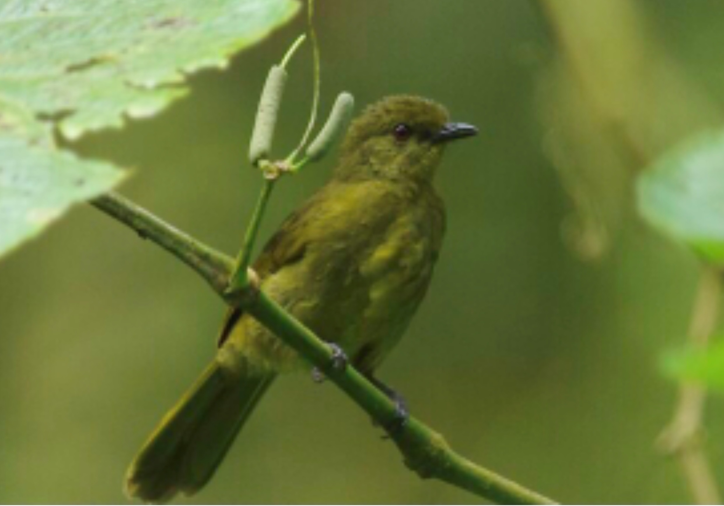 Lire la suite à propos de l’article Projet d’Appui à la vulgarisation des Zones Clés pour la Biodiversité (ZCB) au Cameroun