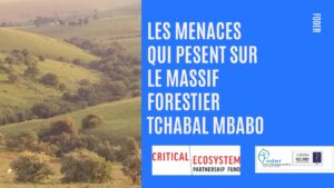 Lire la suite à propos de l’article Menaces sur le massif forestier tchabal mbabo