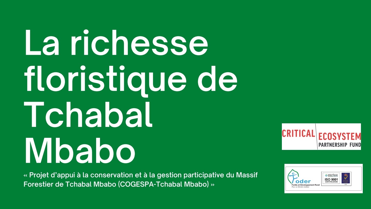 Lire la suite à propos de l’article la richesse floristique de Tchabal Mbabo