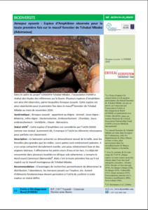 Lire la suite à propos de l’article Xenopus eysoole : Espèce d’Amphibien observée pour la toute première fois sur le massif forestier de Tchabal Mbabo (Adamaoua)