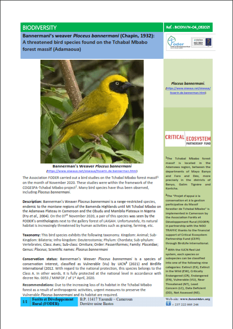 Lire la suite à propos de l’article BIODIV-04_Ploceus bannermani-Tchabal_Mbabo