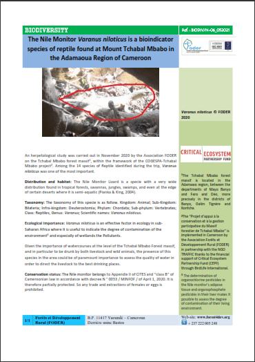 Lire la suite à propos de l’article BIODIV-06_The Nile Monitor Varanus niloticus is a bioindicator species of reptile found at Mount Tchabal Mbabo in the Adamaoua Region of Cameroon