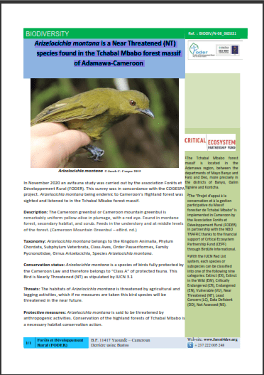 Lire la suite à propos de l’article Arizelocichla montana is a Near Threatened (NT) species found in the Tchabal Mbabo forest massif of Adamawa-Cameroon