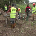L’introduction des ânes pour améliorer la productivité agricole dans la Région de l’Est