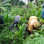 CALL FOR SCIENTIFIC CONTRIBUTIONS