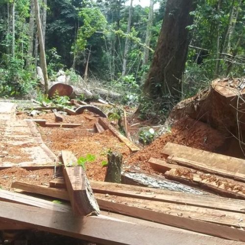 Le prochain cadre réglementaire régissant les ventes aux enchères publiques des bois saisis devraient prendre en compte les communautés locales et autochtones qui contribuent à la surveillance des forêts