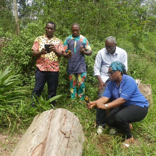 Promotion de la transparence du secteur forestier au Cameroun par la vulgarisation de l’Open Timber Portal et la mise en œuvre de l’observation indépendante (OI) ( OTP-OI CAM)