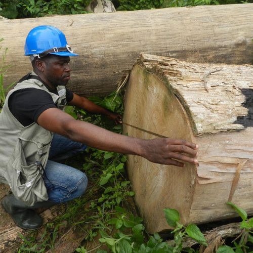 Des titres d’exploitation forestière suspendus aux sociétés forestières au Cameroun