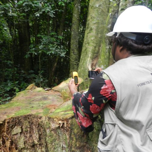 Le ministère des forêts frappe d’une amende l’entreprise Oye et Compagnie épinglée dans un rapport de dénonciation du SNOIE  pour exploitation forestière illégale