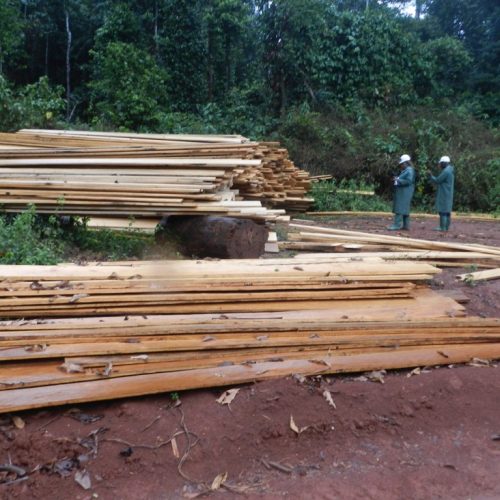 Exploitation forestière non autorisée  dans la forêt communale Ebolowa1-Ebolowa2-Akom2