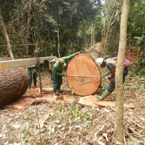 Une exploitation forestière non autorisée observée  dans une forêt communautaire et une forêt du domaine national au voisinage des villages Kong et Mbasongo