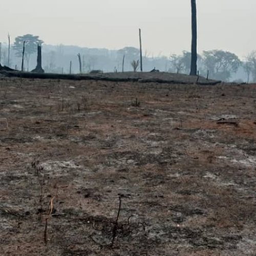 Les feux de brousse: Un véritable calvaire pour les agriculteurs de l’arrondissement de Ngambe-Tikar