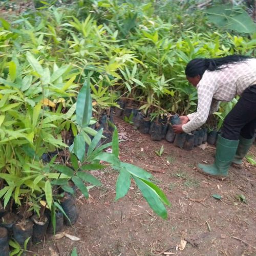 FODER promeut la restauration des écosystèmes à travers les bambous au Cameroun
