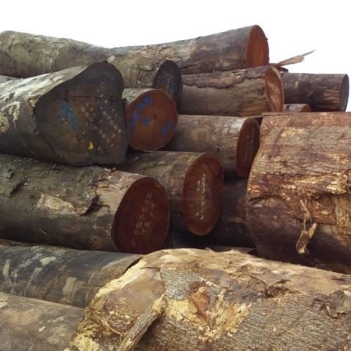 L’imposition de la taxe d’abattage aux forêts communautaires est un obstacle à la participation des communautés à la gestion forestière au Cameroun