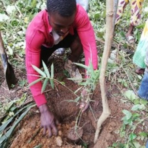 Supporting Landscapes Restoration and Sustainable Use of local plant species and tree products (Bambusa ssp, Irvingia spp, etc) for Biodiversity Conservation, Sustainable Livelihoods and Emissions Reduction in Cameroon” (The Restoration Initiative Project).