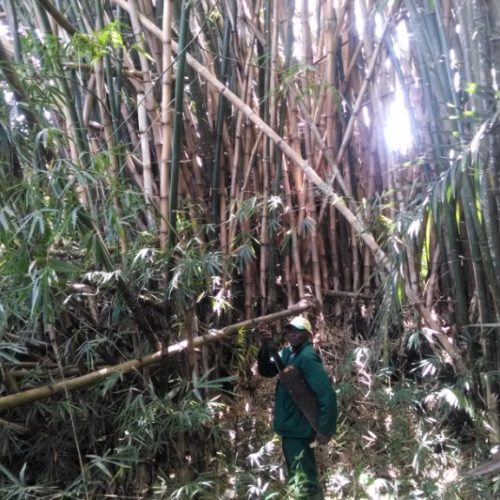 Bamboo industrialization opportunities in Cameroon: myth or reality