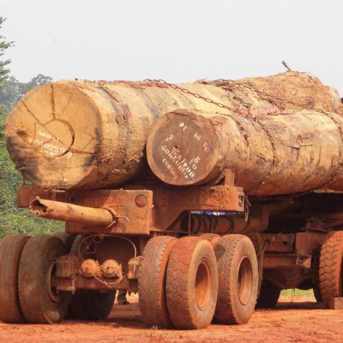 Des avancées de transparence dans le secteur forestier