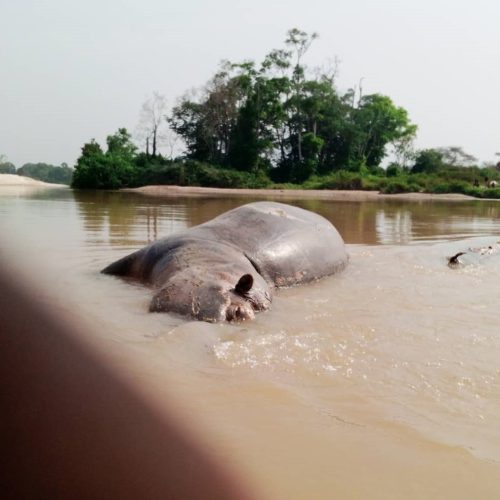 Les hippopotames du site touristique de LALA (région de l’Est) tués par les activités d’exploitation minière artisanale et à petite échelle dans la région de l’Est