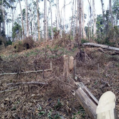 Exploitation Forestiere Illegale A Kong : Quel Impact Sur Les Moyens De Subsistance Des Populations